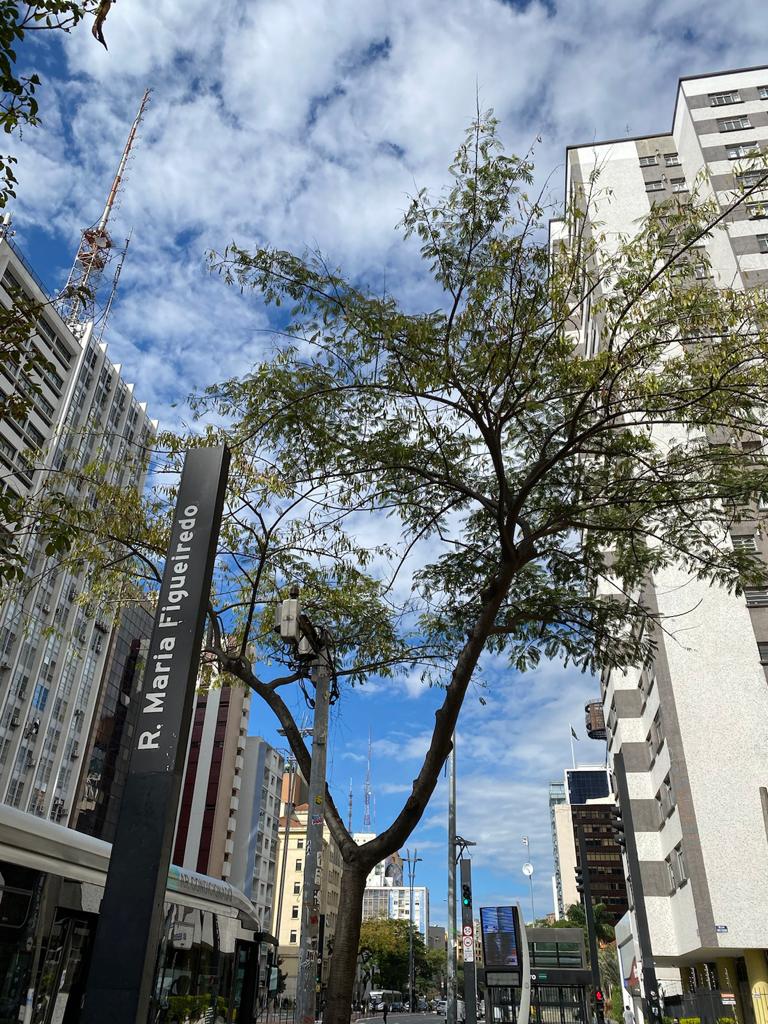 Rua Maria Figueiredo